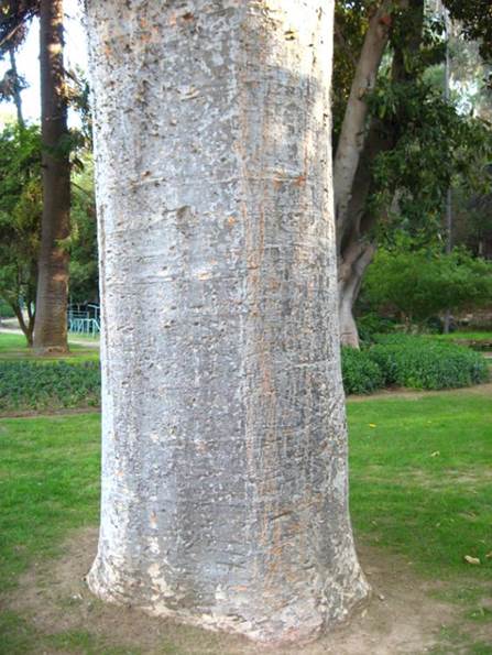 Descripci�n: D:\PUBLIC\trabajandolos\chloris chilensis pdf-enciclopedia\Fichas enciclopedicas\agathis\agathis australis (web)_archivos\image003.jpg